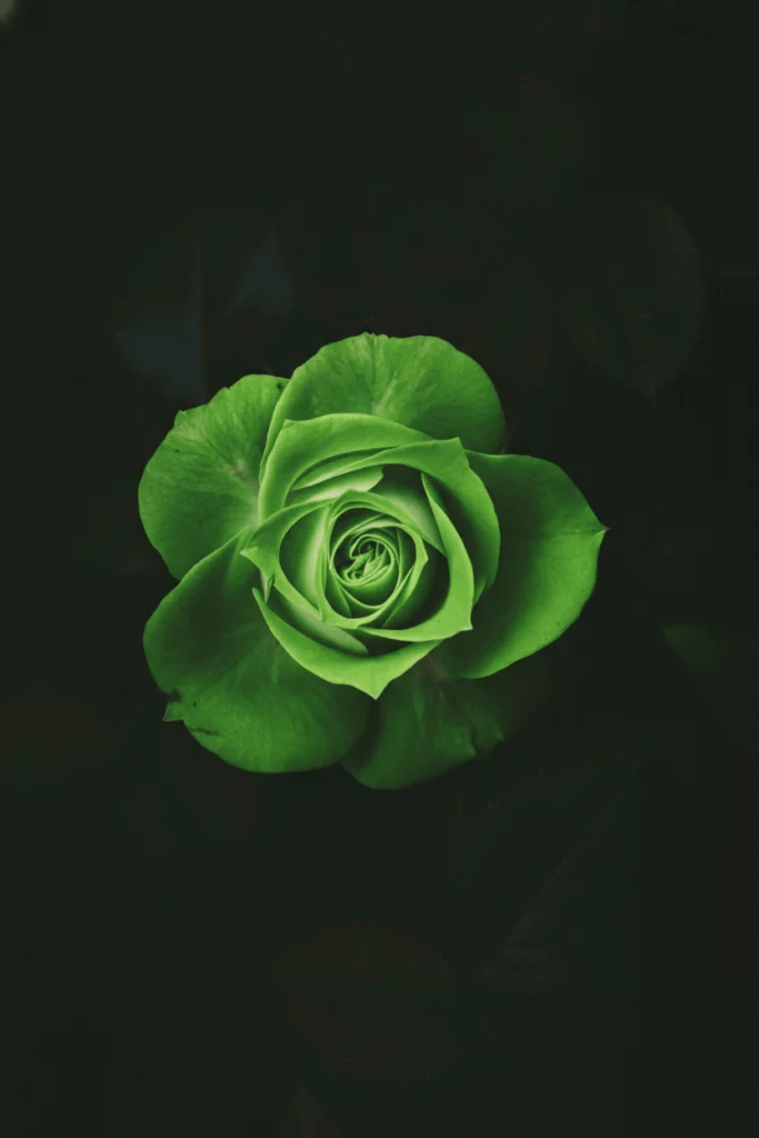 Nano Banana 2 generated images