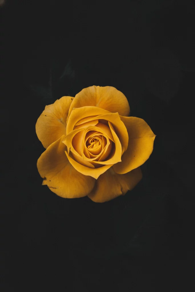 Nano Banana 2 generated images