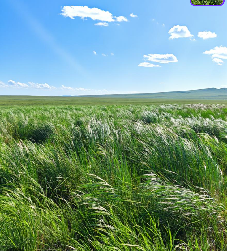 A wide-angle shot of a lush green field of tall grass swaying under a bright blue sky with scattered white clouds.
