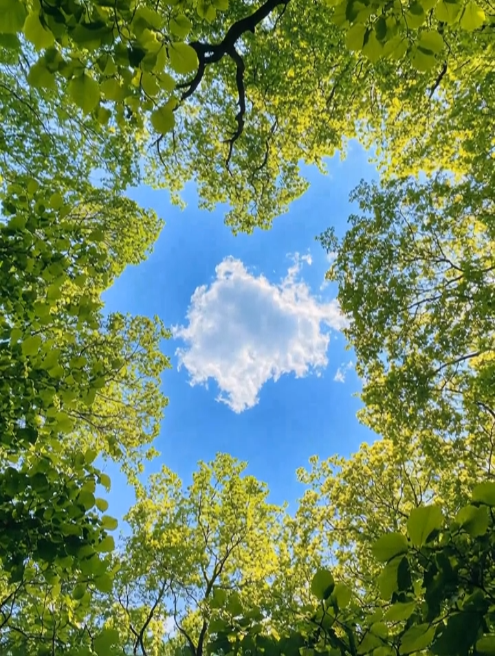 A low-angle shot looking up at a lush green tree canopy framing a clear blue sky with a single soft cloud.