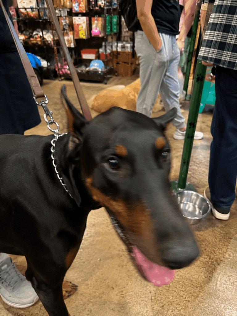 A blurry Doberman photo taken in a crowded pet store with people, other dogs, leashes, shelves, and a busy background, showing an unsuitable base image for AI style transfer.