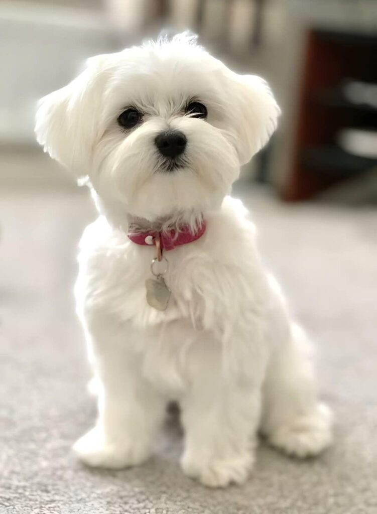 狗1 – WeShop AI Blog A small white dog sitting indoors as the original pet photo before being turned into an AI animal short.