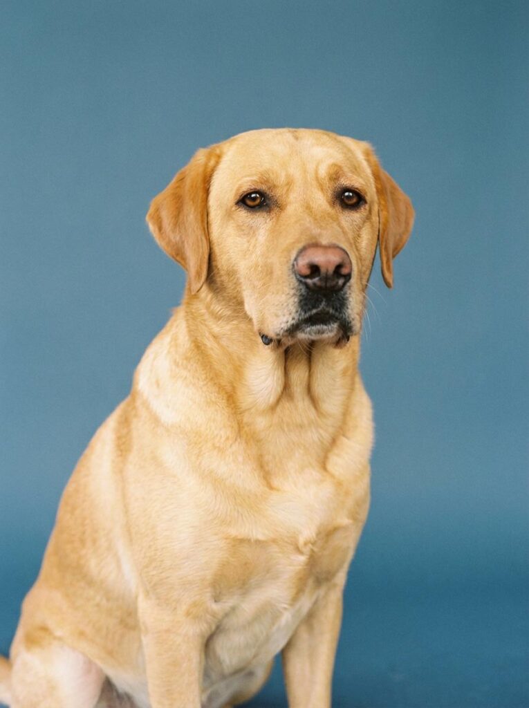 Golden retriever reference photo prepared for a 3D Cartoon Video Generator workflow.