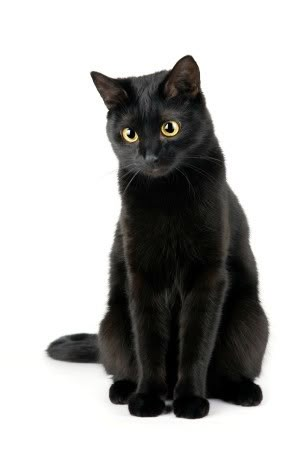 Picture 1 used to capture the pet's unique facial features and identity