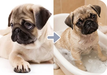 ai pet portrait generator by weshop ai